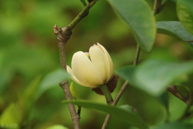 含笑饮毒酒什么意思（含笑花）