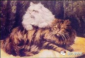 短毛波斯猫图片（黑色波斯猫图片）