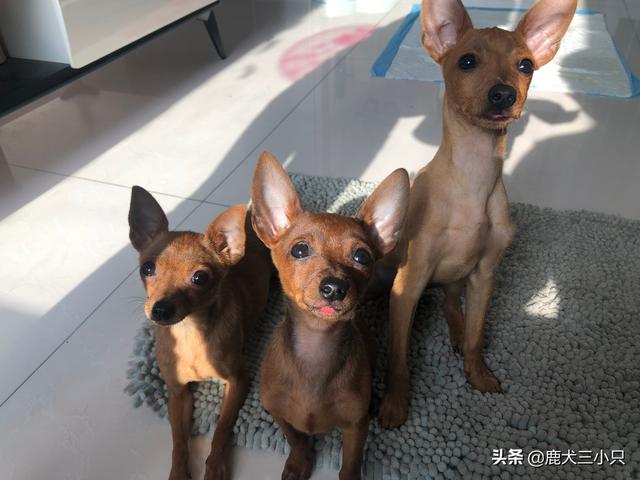 鹿犬多少钱一只价格（鹿犬耳朵立起来又耷拉了是怎么了）