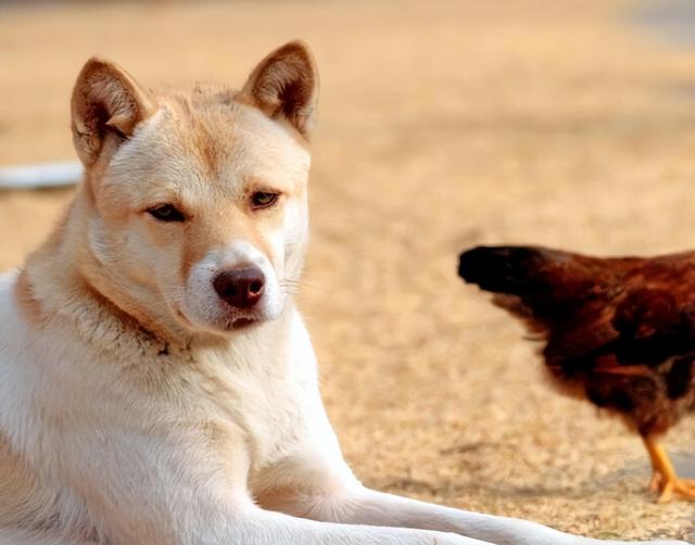 田园犬和土狗有什么不同长期喂鸡肠的狗（田园犬和土狗有什么不同纯白狗是什么品种）