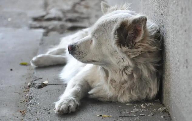 贵宾犬图片（贵宾犬多少钱一只_）