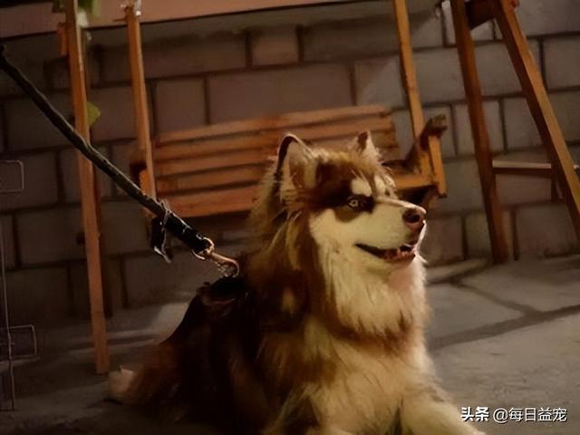 黑熊犬和黑狼犬哪个凶（黑熊犬图片）