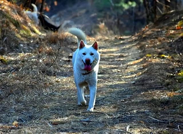 田园犬和土狗有什么不同长期喂鸡肠的狗（田园犬和土狗有什么不同纯白狗是什么品种）