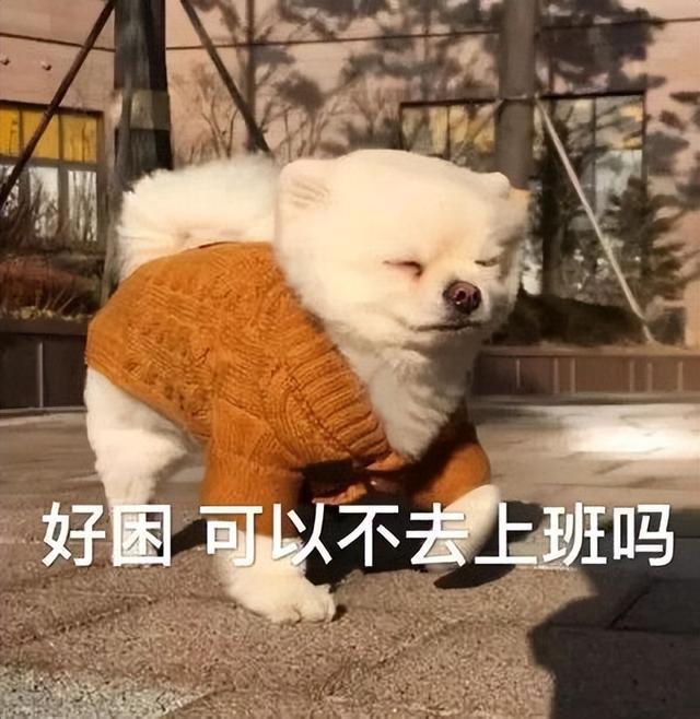 狗狗出生怎么接生（狗生小狗要几个月生）