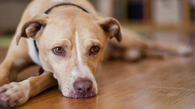 狗狗便血可以吃头孢吗_（狗狗便血要禁食禁水吗）