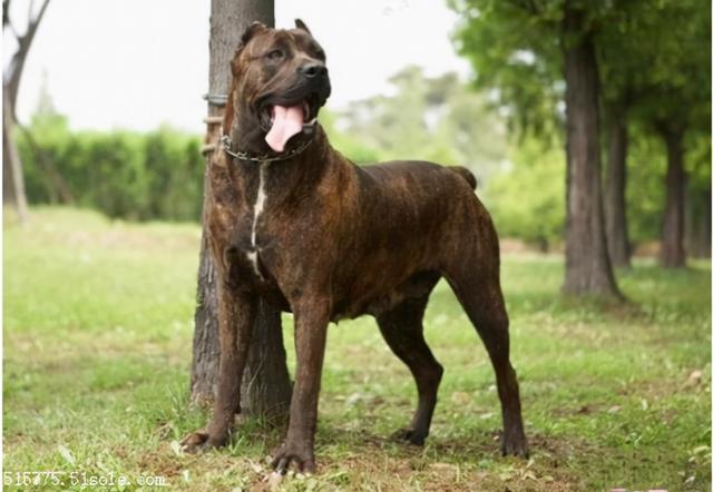 卡斯罗犬多少钱一只纯种（意大利卡斯罗犬多少钱一只）