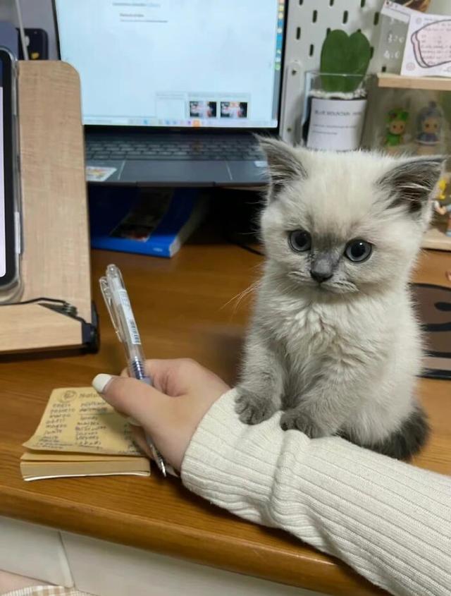 可爱到犯罪的小奶猫！这一波，心快被萌化了