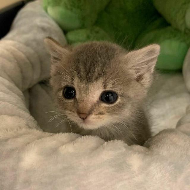 可爱到犯罪的小奶猫！这一波，心快被萌化了