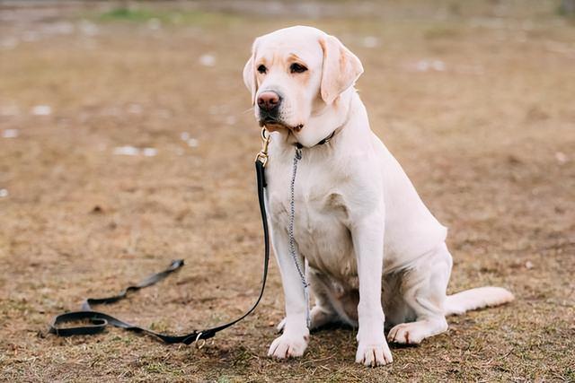 看家护院什么狗最好小型犬（看家护院大型犬哪种犬最好）