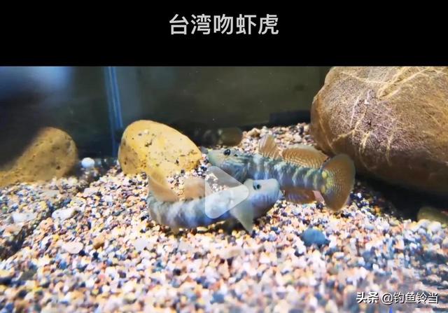 虾虎鱼吃什么鱼粮（淡水虾虎鱼吃什么）