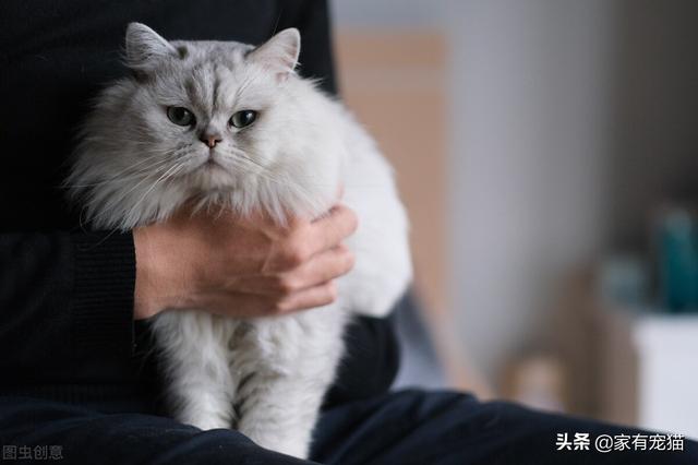 波斯猫图片大全可爱头像（波斯猫图片大全可爱 真实）