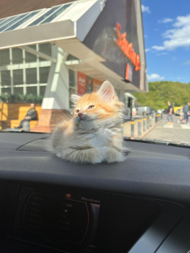 可爱到犯罪的小奶猫！这一波，心快被萌化了