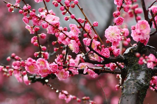 迎春花是啥颜色的（迎春花是什么颜色是什么样子的）