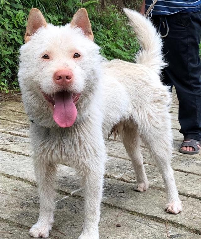 魏玛猎犬会护主吗（魏玛猎犬打猎野猪怎么样）