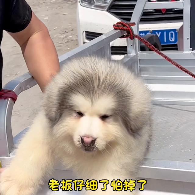 阿拉斯加多少钱一只幼犬黑白？阿拉斯加犬多少钱一只！