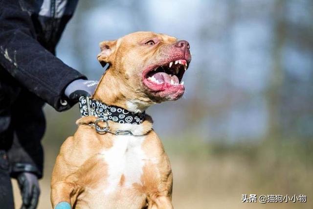 惠比特犬价格 惠比特犬多少钱一只（惠比特幼犬多少钱一只）