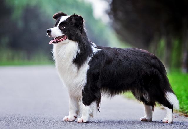 边境牧羊犬的价格行情？养边牧的10大忠告！