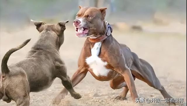 苏俄猎狼犬什么价位（苏俄猎狼犬的电影）