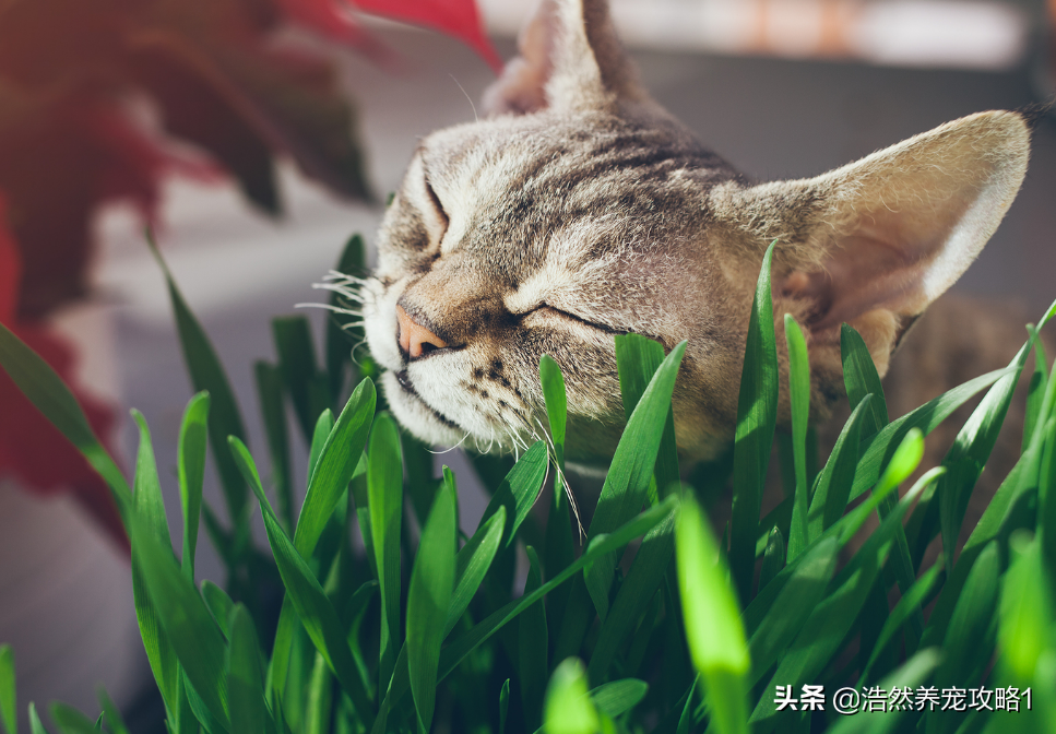 不要给猫咪吃去毛膏了，小编教你自己种植猫草