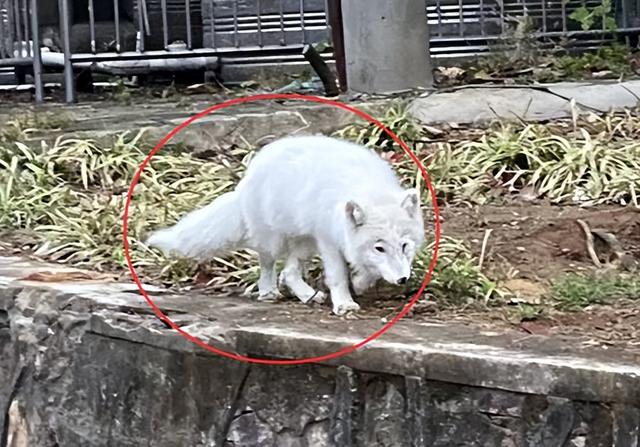 雪貂好养吗 臭吗（雪貂好养吗多少钱）