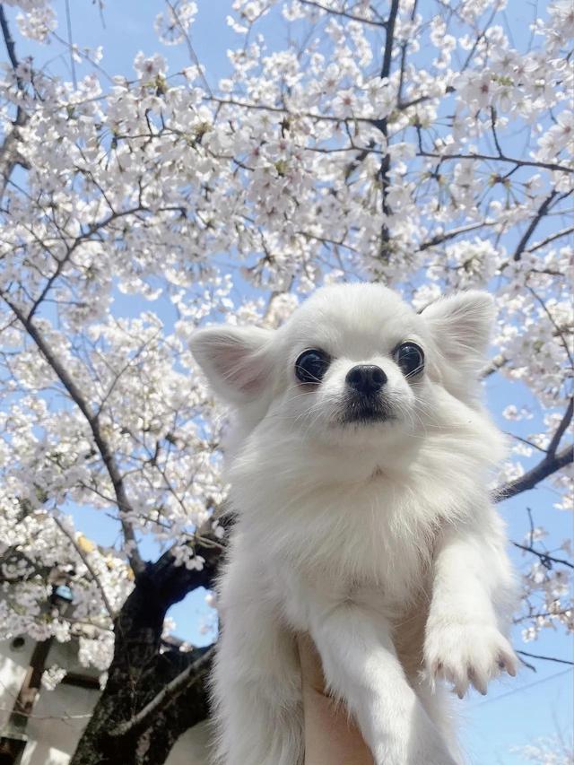 贵妇犬图片大全发型？贵妇犬图片大全发型女！