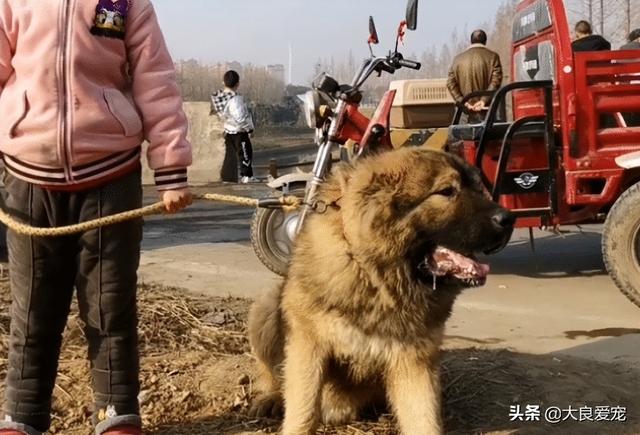 纯种高加索犬幼犬多少钱一只（高加索犬幼犬多少钱一只,熊新版）