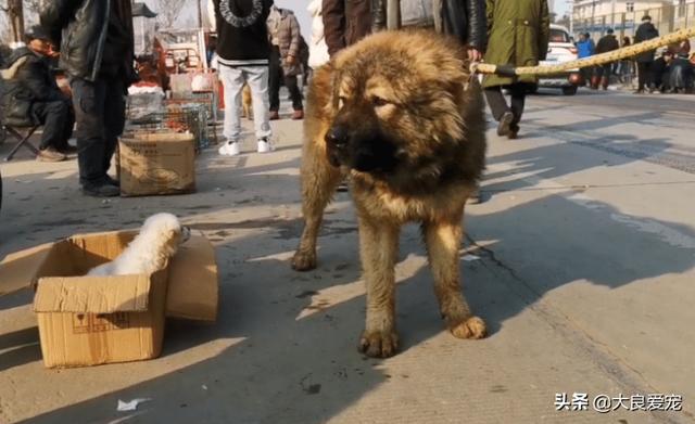 纯种高加索犬幼犬多少钱一只（高加索犬幼犬多少钱一只,熊新版）