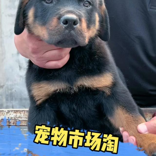 罗威纳犬图片价格_幼犬？罗威纳犬图片价格幼犬！