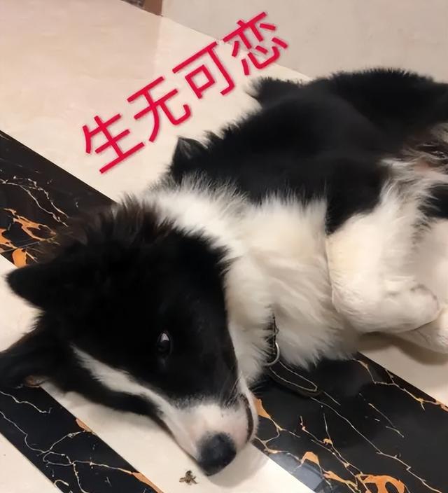 纯种边牧犬多少钱一只幼崽（边牧犬幼崽）