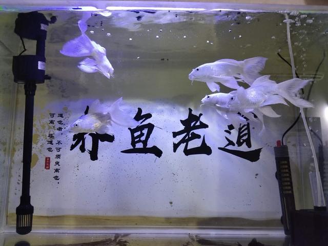 鱼缸水质浑浊怎么处理方法,鱼扎堆（观赏鱼缸水浑浊怎么处理）