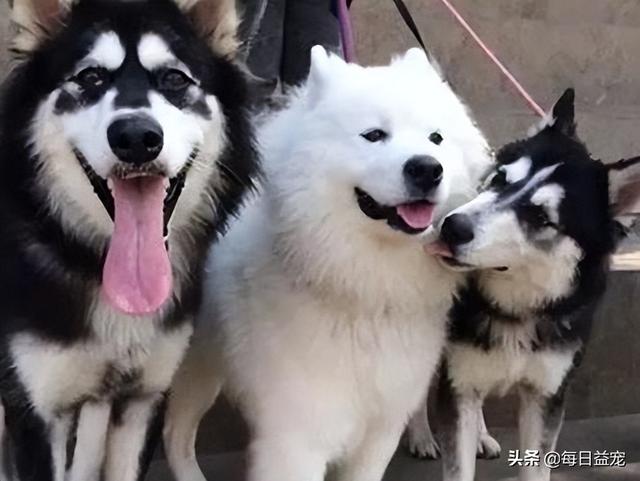 黑熊犬和黑狼犬哪个凶（黑熊犬图片）