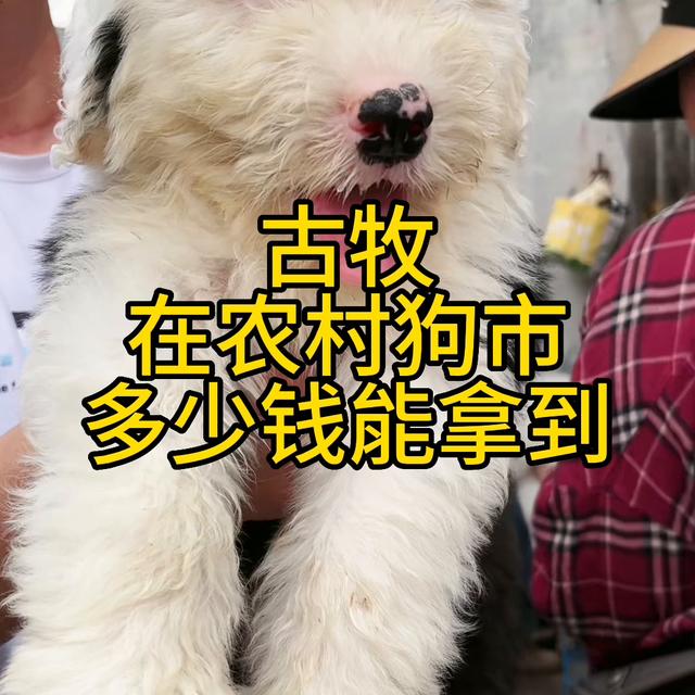 古牧价格是多少钱一只？古牧为什么是禁养犬！