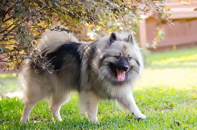 圣伯纳犬多少钱一只？圣伯纳幼犬大概多少钱！