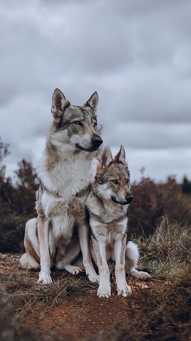 罗威纳犬多少钱一只纯种幼犬？养罗威纳犬的七大禁忌！