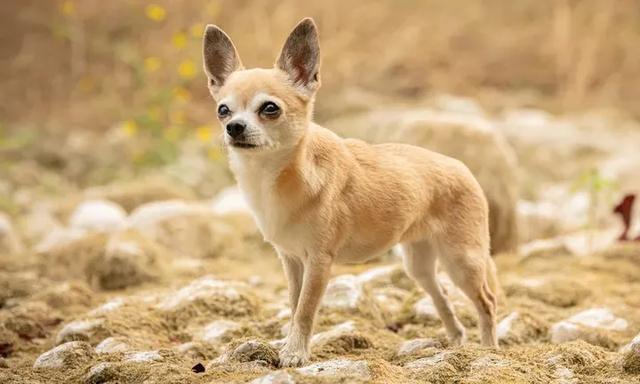 约克夏犬多少钱一只幼崽？约克夏犬多少钱一只！