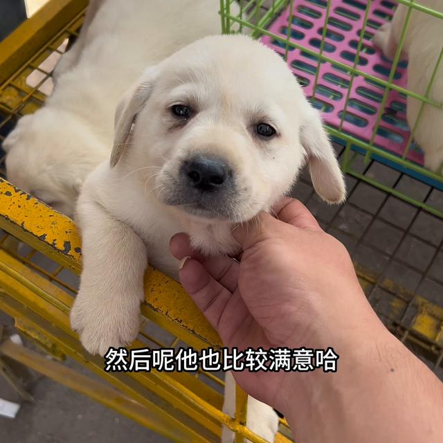 拉布拉多犬多少钱一只幼犬？建议穷人养的10种狗！