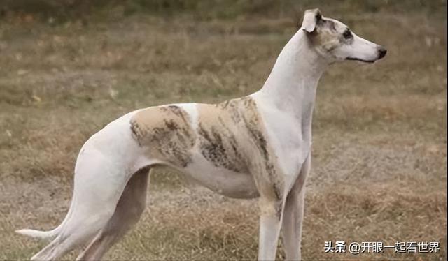 苏俄猎狼犬什么价位（苏俄猎狼犬的电影）