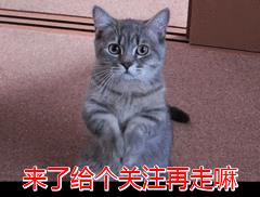 缅因猫多少钱一只幼崽？缅因猫多少钱一只幼崽图片！