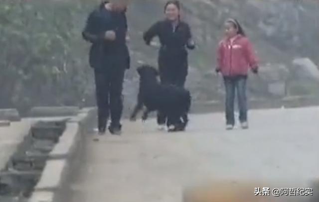 流浪狗为什么跟着人走（流浪狗跟着人走是什么兆头）