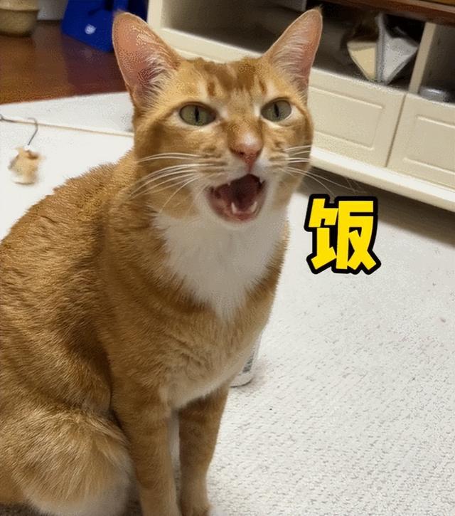 雪鞋猫的价格（踏雪猫多少钱一只）