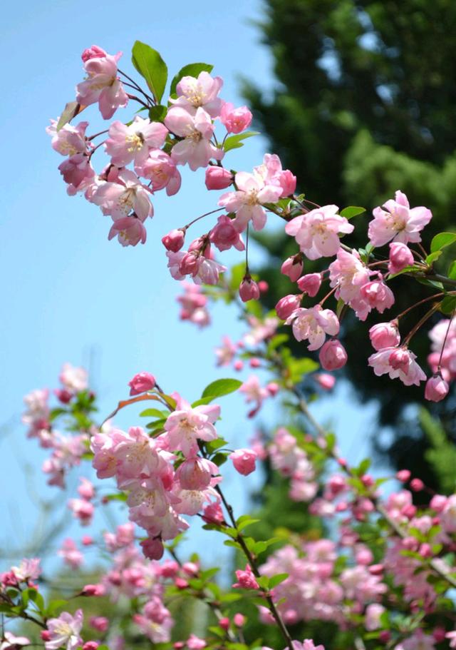 迎春花是啥颜色的（迎春花是什么颜色是什么样子的）