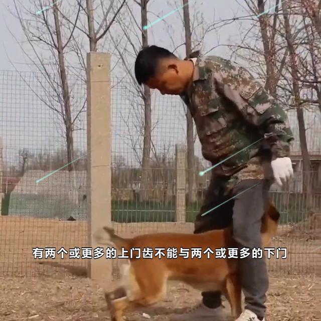 马犬什么颜色最正宗？2一3个月马犬价格！