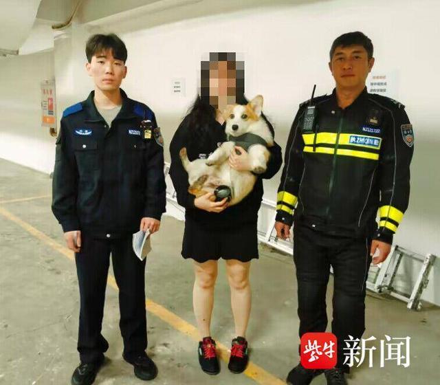 柯基多少钱一只幼犬耳朵？柯基多少钱一只幼犬最贵！