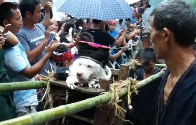 关于养殖土狗的经验与技术（土狗养殖技术）