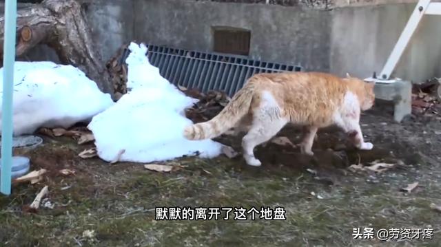 梦见猫吐血怎么回事（几天的小奶猫吐血怎么回事）