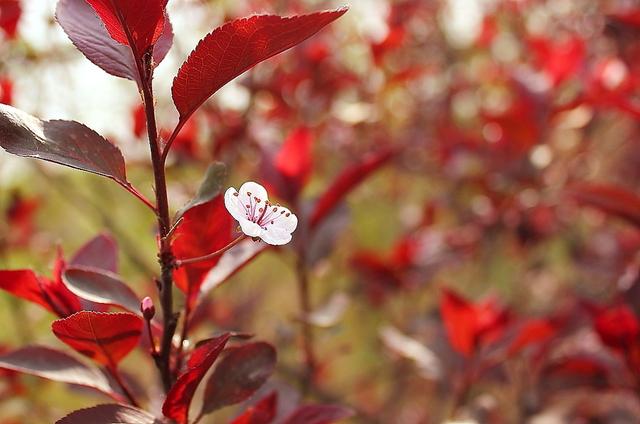 迎春花是啥颜色的（迎春花是什么颜色是什么样子的）