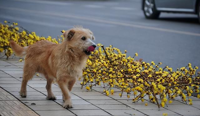 狗狗品种大全及图片大型犬（狗狗品种大全及图片及名字）