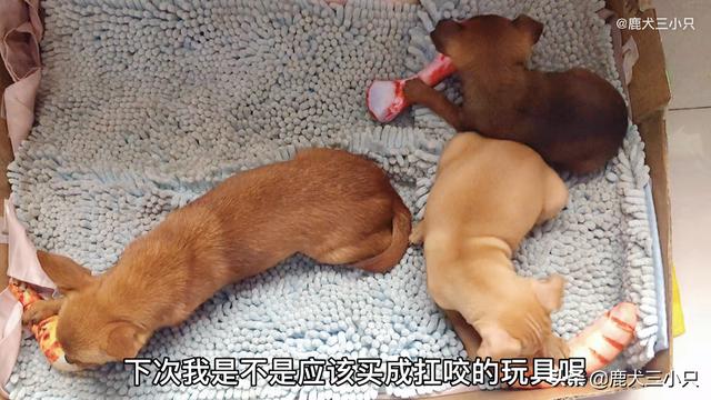 鹿犬多少钱一只价格（鹿犬耳朵立起来又耷拉了是怎么了）