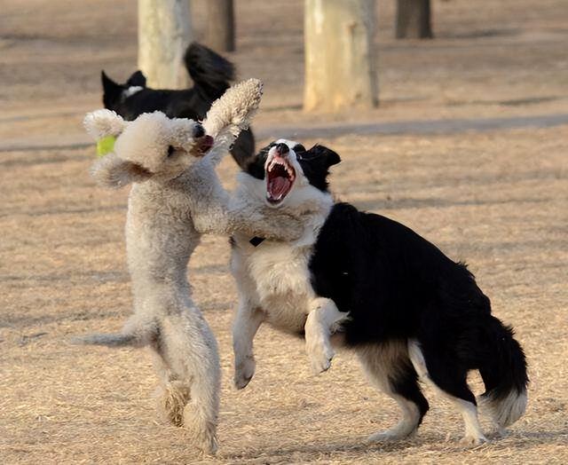 短毛边牧犬的优点和缺点（边牧犬的优点与缺点）