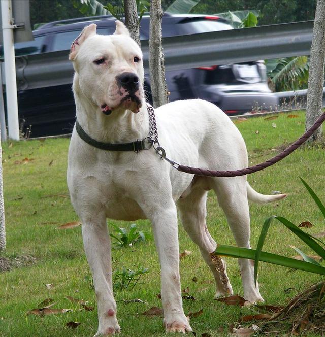 杜高犬图片大全？杜高犬图片大全大图！